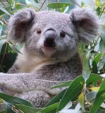 koala-data-nsw